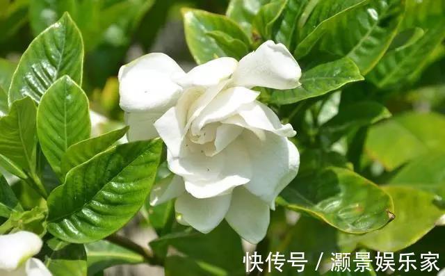 栀子花有“花苞”却不开花教你几个小妙招，雪白的花轻松开爆盆