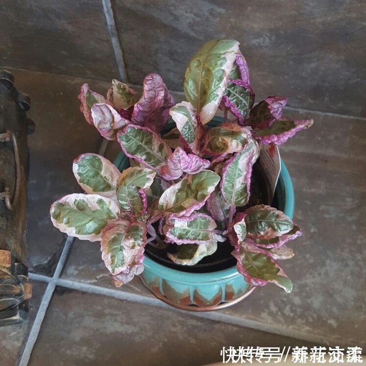 竹芋|6种常见的弱光植物,能室内半阴的环境,养窗台便可维持良好状态