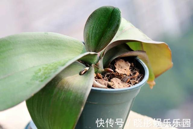 最怕晒的10种花,赶快搬进屋,否则会死掉