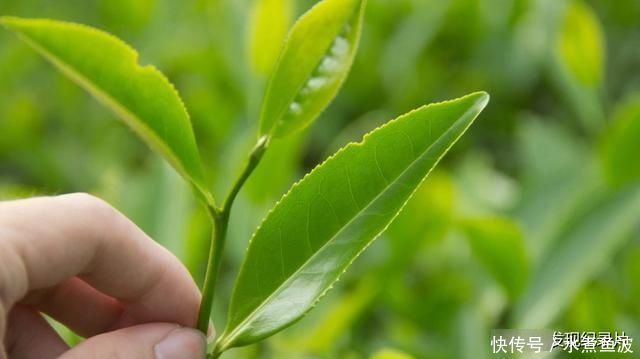 观众|中国首部全面探寻世界茶文化的纪录片《茶,一片树叶的故事》