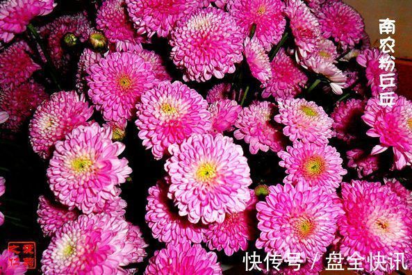 喜欢菊花，不如养盆优良名菊“南农小菊”，花开爆满枝，多彩多姿