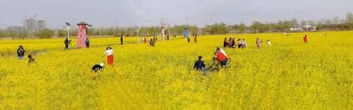 济南“小婺源”等你来！这些油菜花海，人少原生态，此时正美！