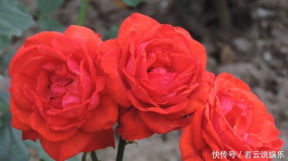 花草|喜欢花草,就选“珍稀玫瑰”香云,花朵鲜红,饱满浓艳,很美