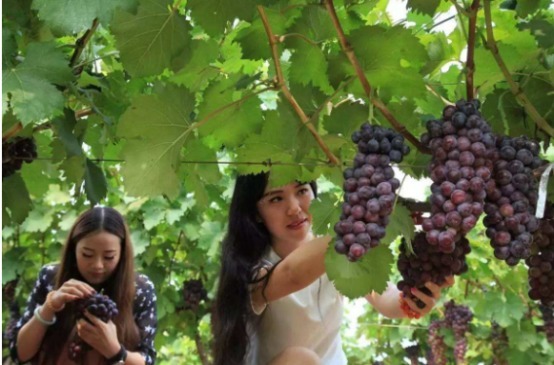 尿酸过高|高尿酸的“元凶”出现了,专家表示不想肾脏衰竭,4种食物多吃