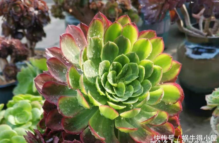 多肉嘉年华法师平常十分低调,但养出状态后它的颜值不输任何多肉