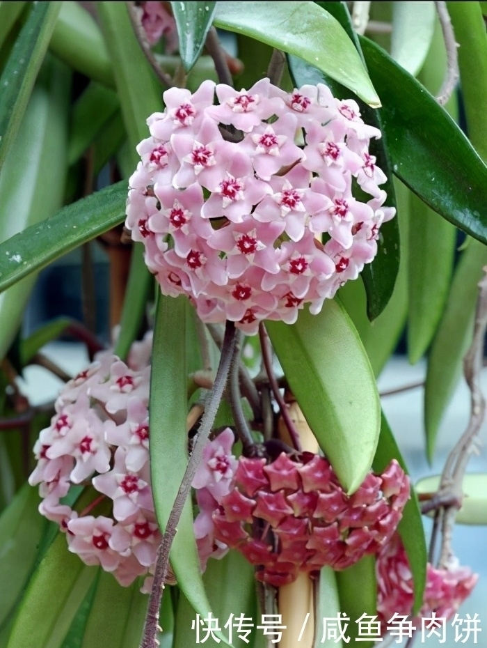 花色|5种好养的耐阴花，对光照没硬性要求，花繁叶茂、花色变化多样