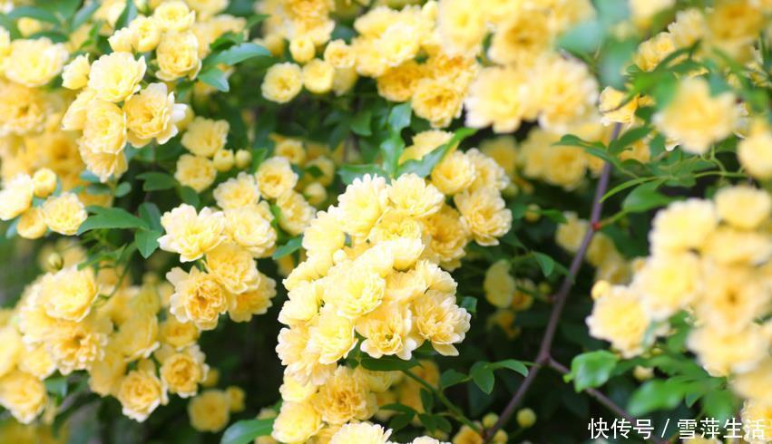 月季|3种花是懒人的最爱,花朵大花期长,比牡丹还美,年年开花美翻