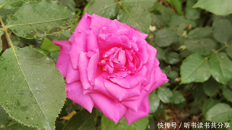 花花世界|紫色月季花在北京的花花世界中最显高贵