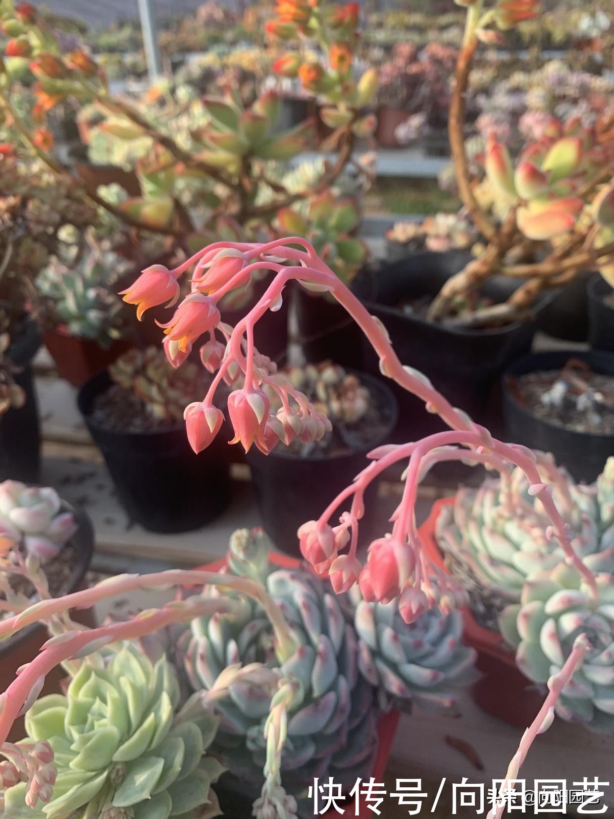 枯萎|夏天高温，多肉能不能买？当然可以买，种好以后别着急浇水