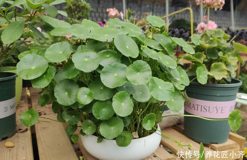 土壤|夏天的盆栽容易打蔫,发现不要着急浇水,否则会严重伤根