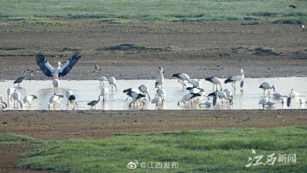 小天鹅|鄱阳湖开启观鸟模式