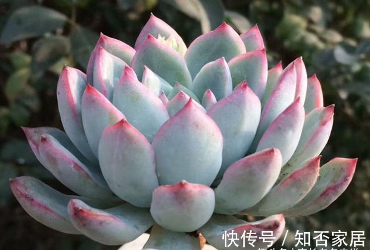 多肉雨燕座和灵影都有红边,但前者乱扔都能活,后者却美到不想扔