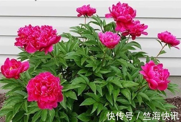 花草匠|养牡丹花，满足它的“小癖好”，花开上百朵，分分钟养“爆盆”