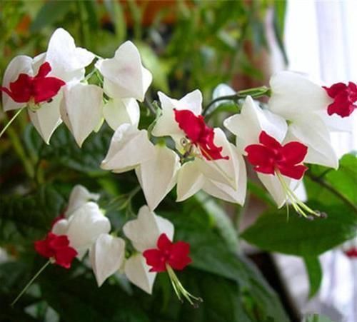 养花|养花就养4种花,漂亮好养,随便养1盆,比香水好闻,比牡丹更好看