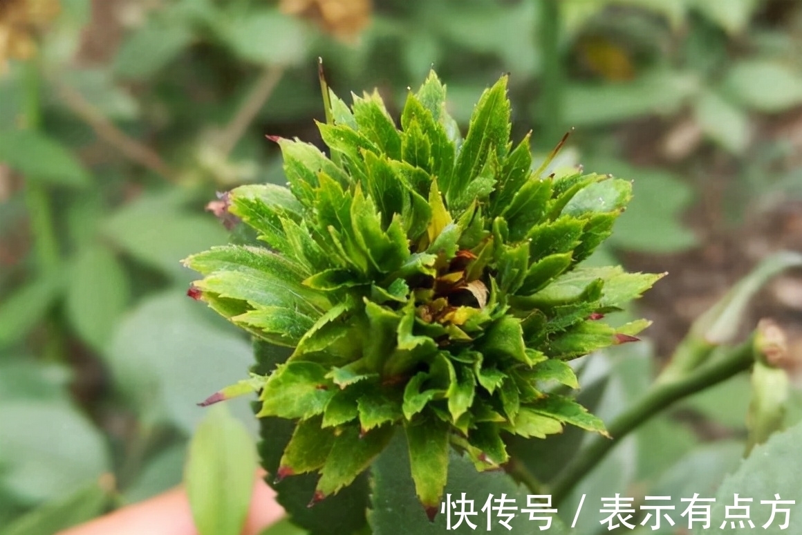 月季|这10种中国古老月季花型美、花期长，不输欧月，你值得拥有