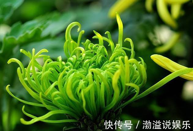 菊花宝|喜欢菊花，就养盆“珍稀名菊”绿云，似“彩云偏偏”，开花爆盆