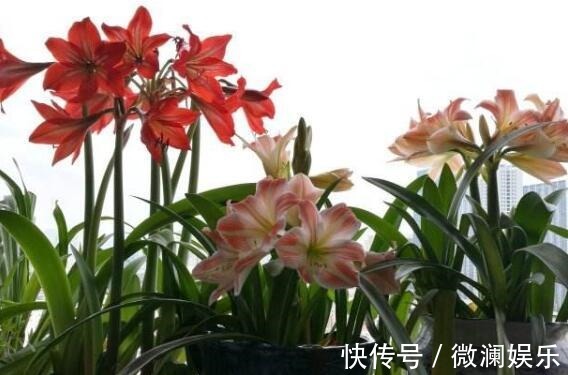 朱顶红开花之后,一个“小动作”,又开一茬花,花大色艳特别美!