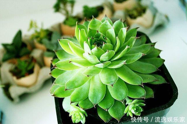 多肉植物|多肉好养却难养爆盆,掌握这几个“技巧”,养爆盆不困难