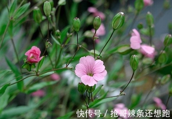 邳彤|虽有王命,不留其行!农村常见的麦蓝菜,为何叫“王不留行”?