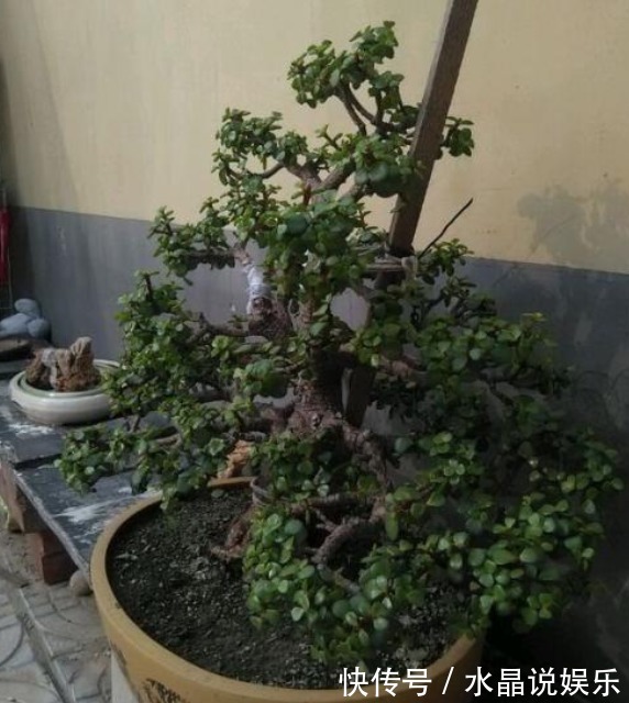 金枝玉叶如何养平时给予3个条件,枝干变得木质化,3年成老桩