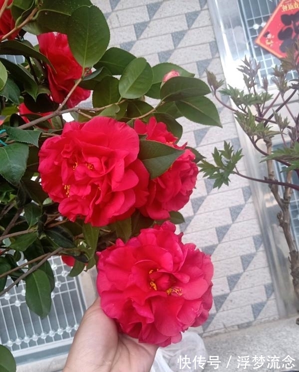 此花卉,是植物界的“万岁爷”,比牡丹还美,花期200多天