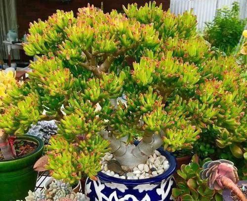 摆放|哪些植物适合摆放在客厅首选3款高颜值多肉,可镇宅招财