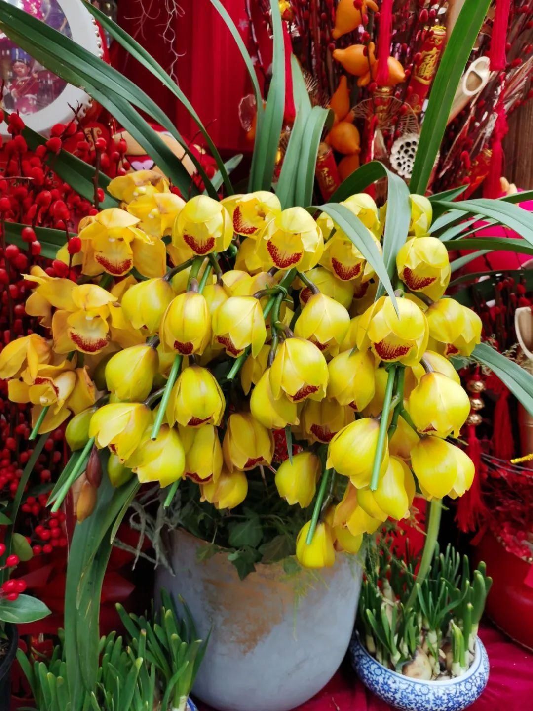 花市散发浓浓年味，这家店天天上新“应景”花！