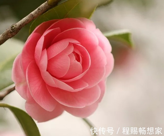 2款适合新手种植的花，一养就爆盆，花大色艳，四季都开花，超美