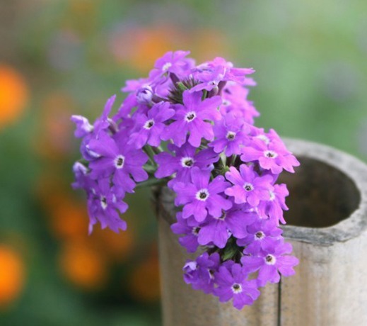 寓意家庭和睦的花有哪些