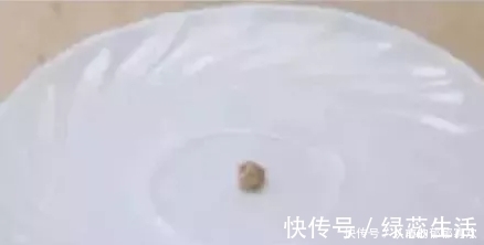 吉尼斯之最:世界上最小的餃子,連塞牙縫都不夠,最后讓多少女性羨慕