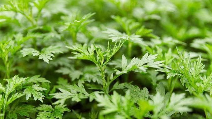 泡脚水里加点一宝,大肚腩消失了,体内湿气也没了,不妨试试