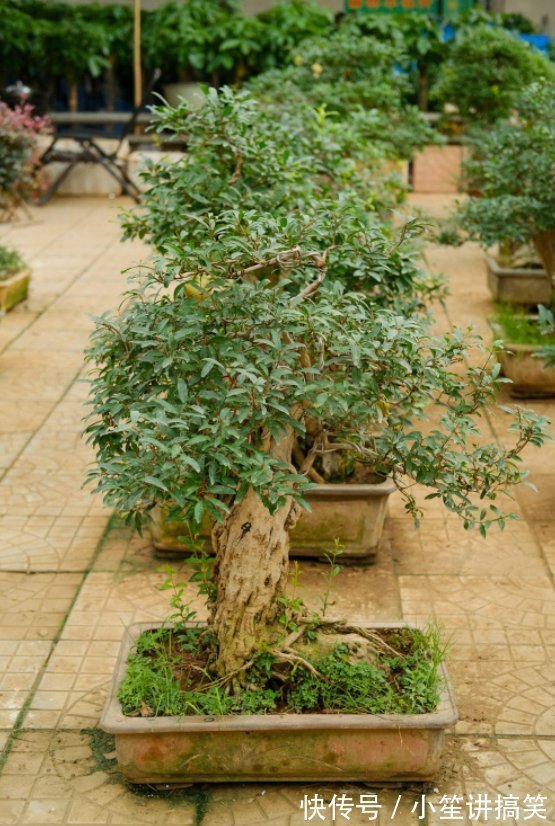 盆栽|盆栽石榴模样土？少了修剪这一步，咔嚓咔嚓，高大上