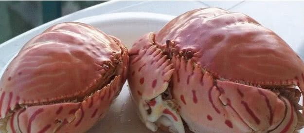 面包|最“傻”网红,花1200元买两只面包蟹,掰开后,这叫人怎么吃