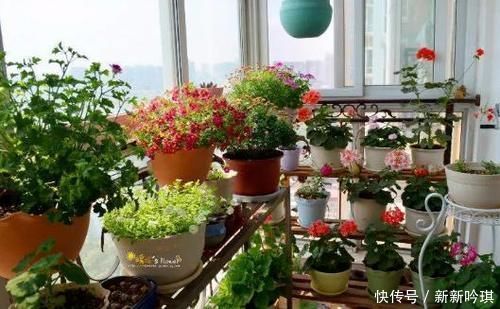 密闭的阳台里养花,为什么冬天更易患上病虫害?该怎么防范?