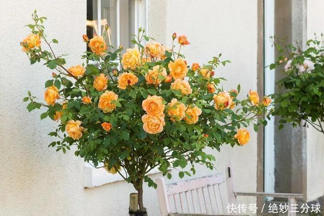 强烈推荐的这6款月季,颜值都巨高,喜欢月季的千万不要错过