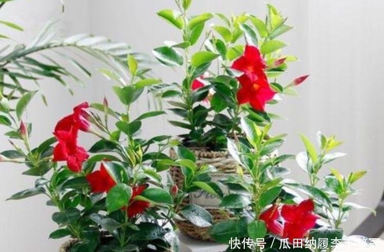 养花就养4种花,家里养一盆,花量大,易爆盆,花开满盆