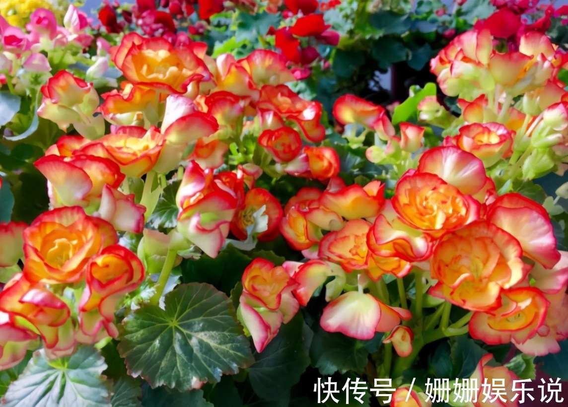 公认难养的4种花，之所以养不好，是因为你触碰了它们的“弱点”