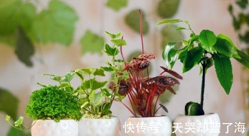 甲醛|通风除甲醛太慢,那就别等了!教你4个小妙招,15天安心住新房!