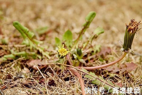 好处|“药草皇后”就在大家身边,常用它来泡水喝,3个好处用不完