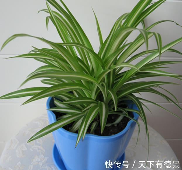 金边吊兰怎么养护,掌握三个技巧,1个月爆盆,蹭蹭长成“瀑布”