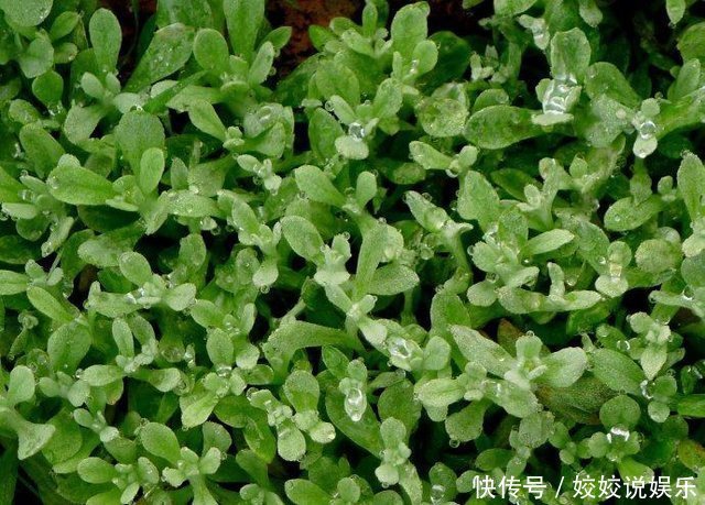 农村的十大野菜,最后一个品尝一次,终生难忘