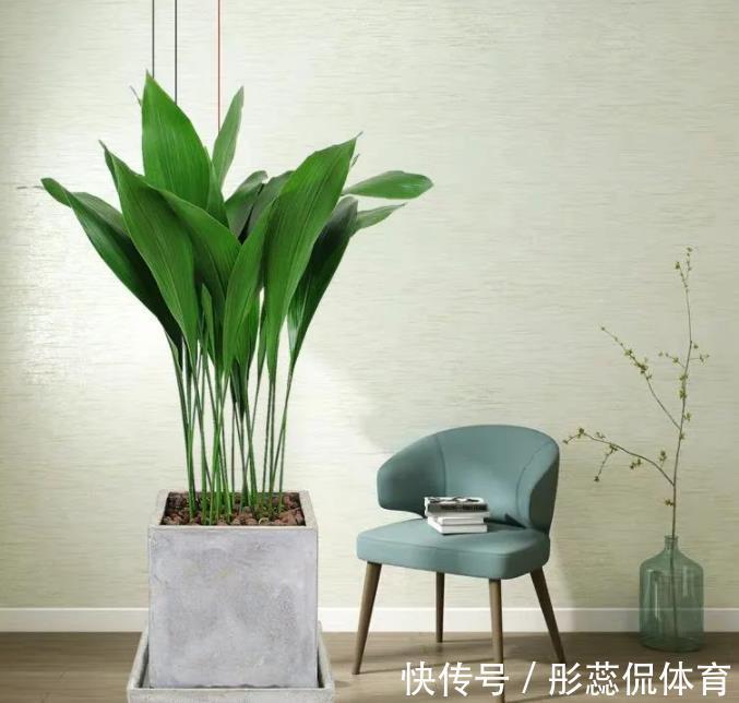 5种“漂亮花”，客厅养最合适，缺少光照，一样枝繁叶茂