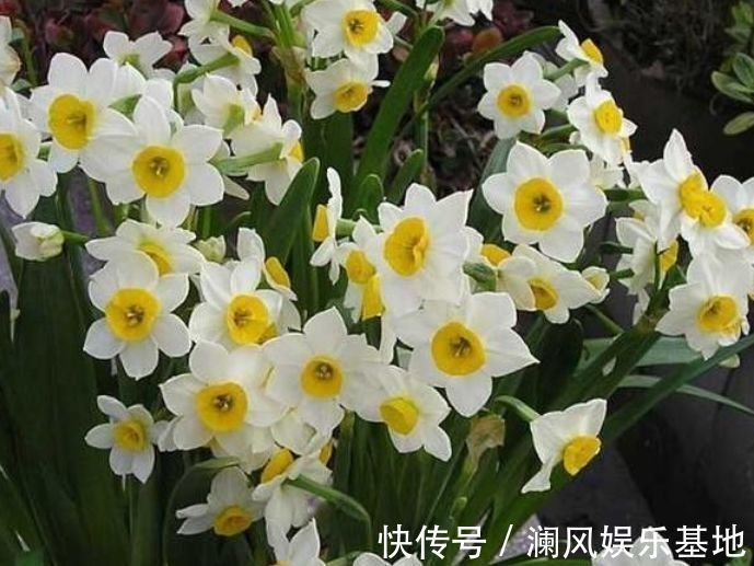 花卉|4款花卉常年开花不断，四季繁花似锦，花期一到开不停歇