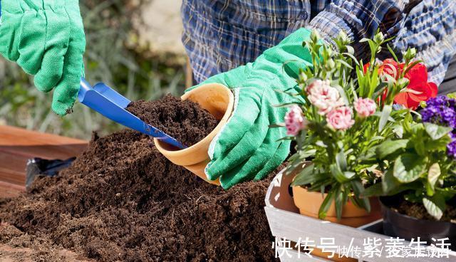 花盆|花市看到这样的“花”,再喜欢也不要买,养不久,白花钱