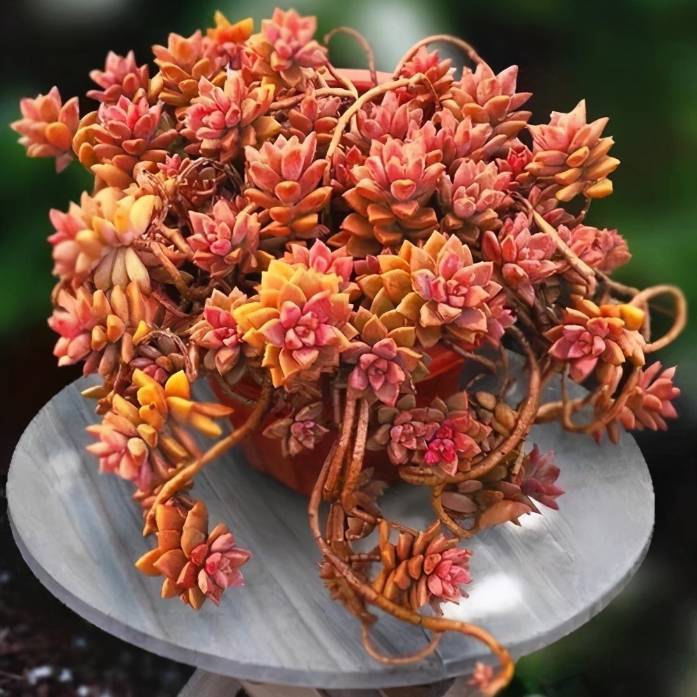 普货|6款多肉大普货,完全靠实力征服花友,养护简单出状态真好看