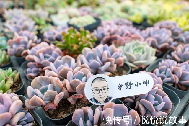 多肉植物|多肉叶片干瘪,不一定是缺水,听小帅怎么说