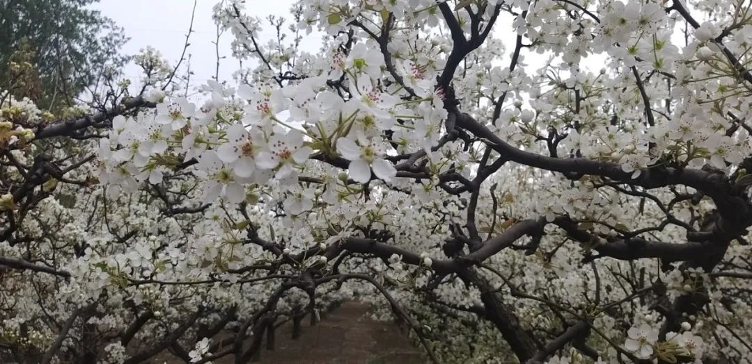 河间龙华店乡第五届“梨花节”开启“云端游”模式