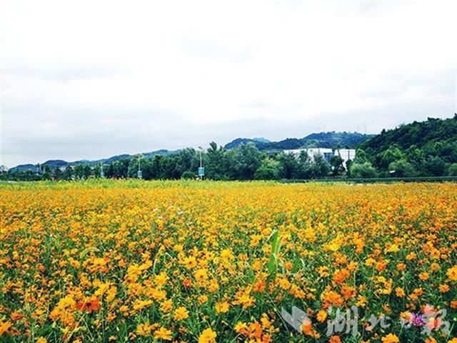 农业农村部推介55条乡村游线路，武汉黄陂烂漫春花之旅入选