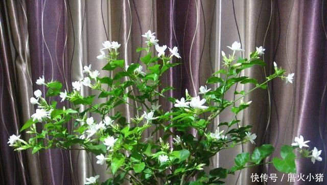 养茉莉花，只用了一个小诀窍，花开的又多又香，太赞了