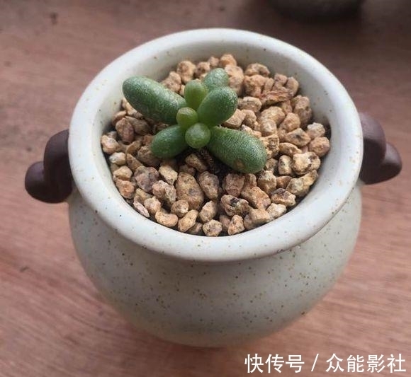 姬小光|经过夏天的酷晒,我家的多肉变成了这样